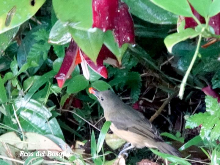 Ave no identificada en Clusia gracilis