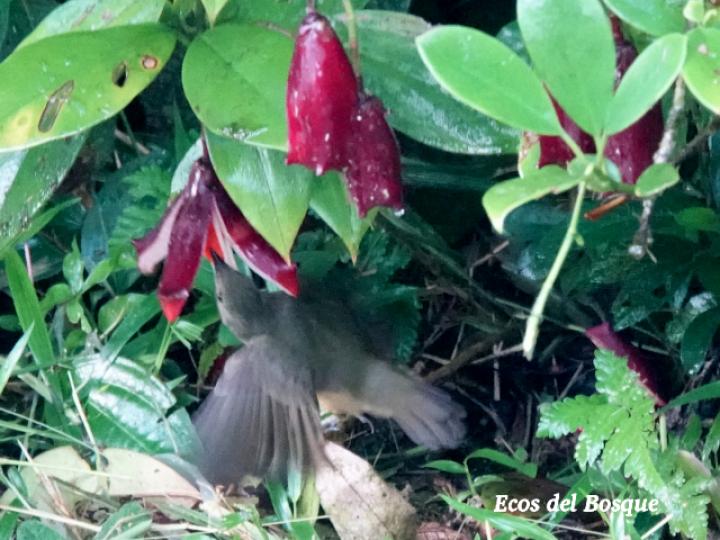 Ave no identificada en Clusia gracilis