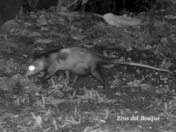 Didelphis marsupialis (Zorro pelón)