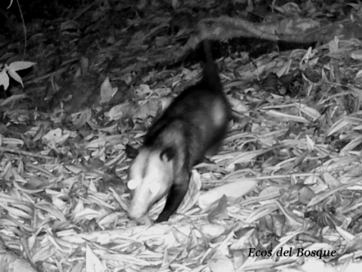 Didelphis marsupialis (Zorro pelón)