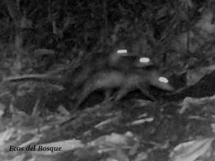 Didelphis marsupialis (Zorro pelón)