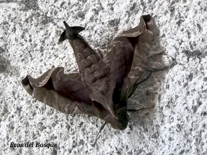Enyo gorgon (Polilla del bejuco blanco)