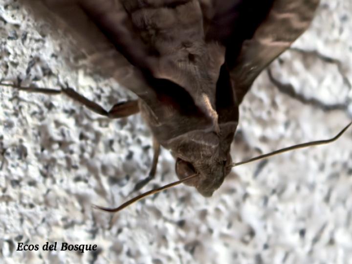 Enyo gorgon (Polilla del bejuco blanco)
