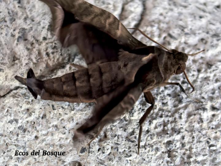 Enyo gorgon (Polilla del bejuco blanco)
