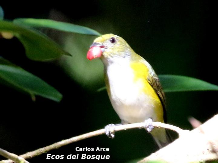 Euphonia hirundinacea (Eufonia gorgiamarilla)