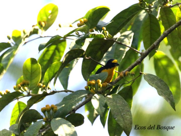 Euphonia hirundinacea (Eufonia gorgiamarilla)