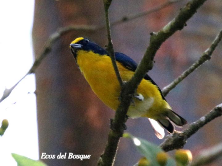 Euphonia hirundinacea (Eufonia gorgiamarilla)