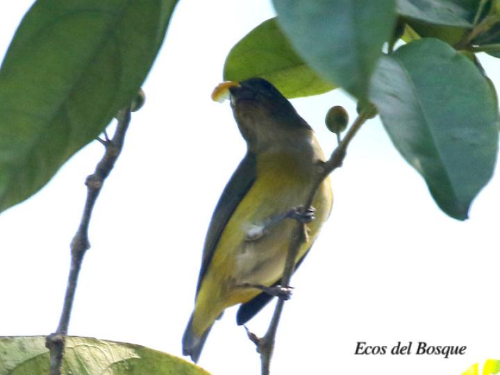 Euphonia hirundinacea (Eufonia gorgiamarilla)