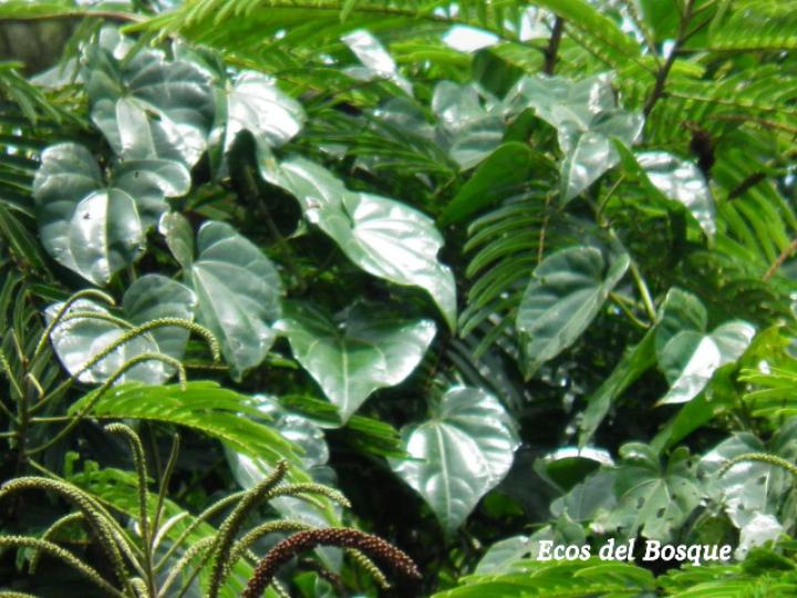Fevillea cordifolia (Cabalonga)