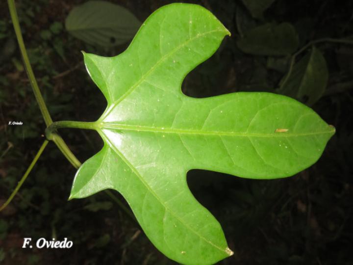 Fevillea cordifolia (Cabalonga)
