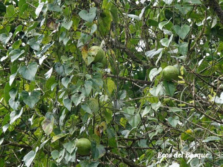 Fevillea cordifolia (Cabalonga)