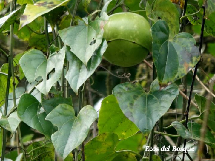Fevillea cordifolia (Cabalonga)