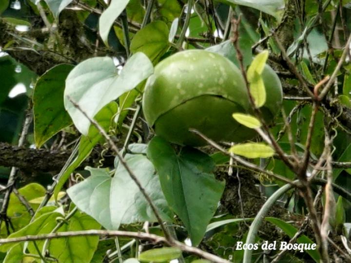 Fevillea cordifolia (Cabalonga)