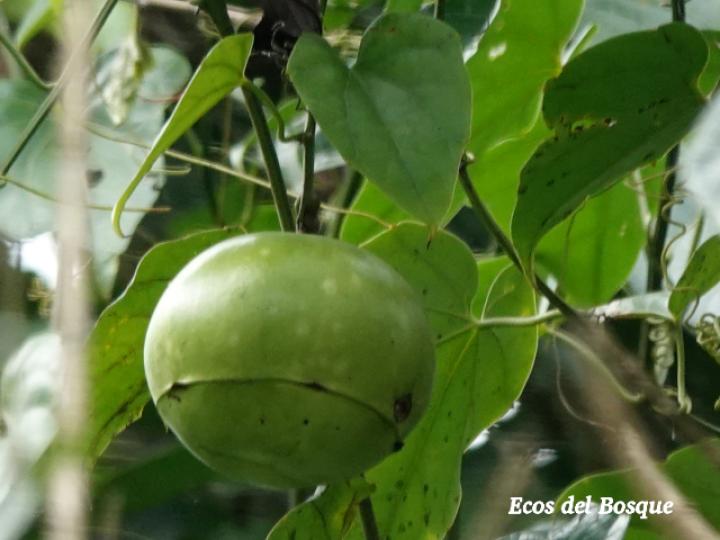 Fevillea cordifolia (Cabalonga)