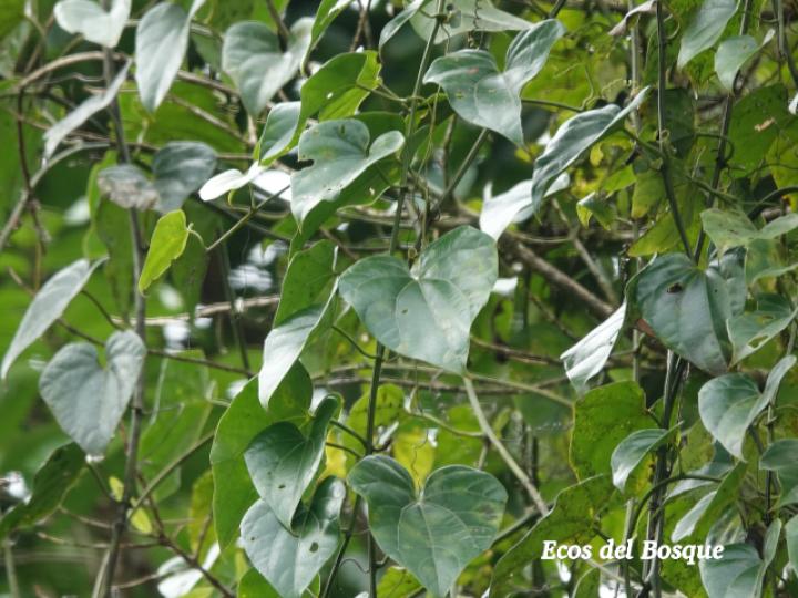 Fevillea cordifolia (Cabalonga)
