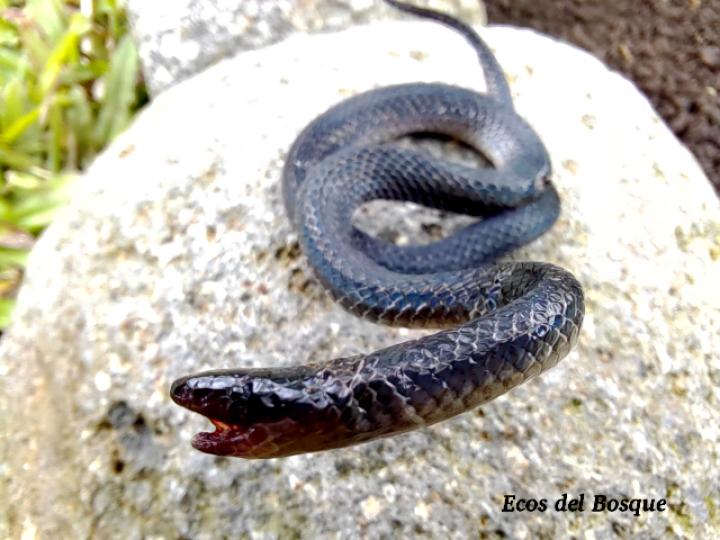 Geophis sp (Culebras de tierra)