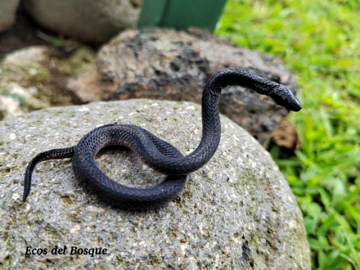 Geophis sp (Culebras de tierra)