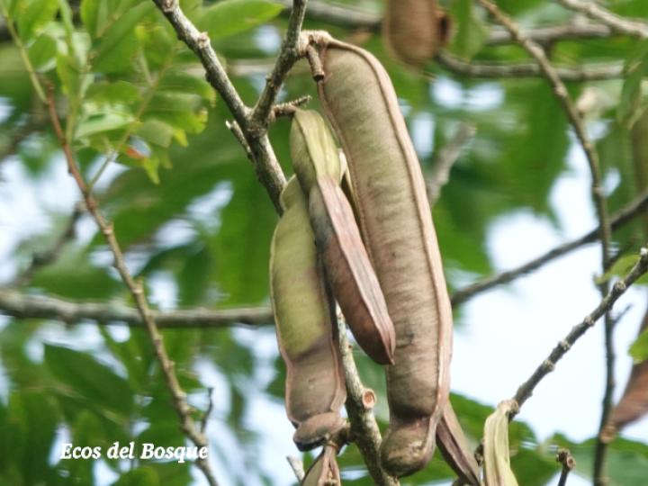 Inga samanensis