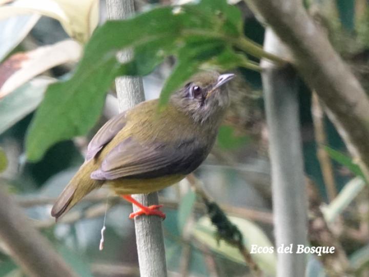 Manacus candei en Witheringia meiantha