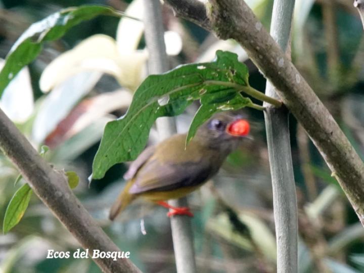 Manacus candei en Witheringia meiantha