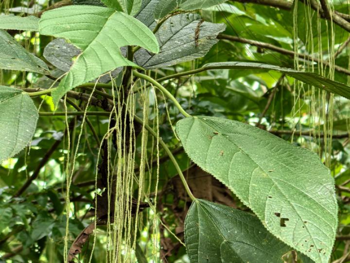 Myriocarpa longipes (Lija, guarumo macho)