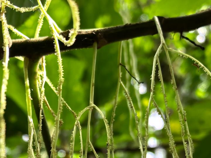 Myriocarpa longipes (Lija, guarumo macho)