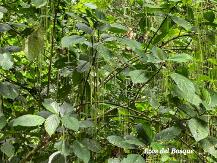 Myriocarpa longipes (Lija, guarumo macho)