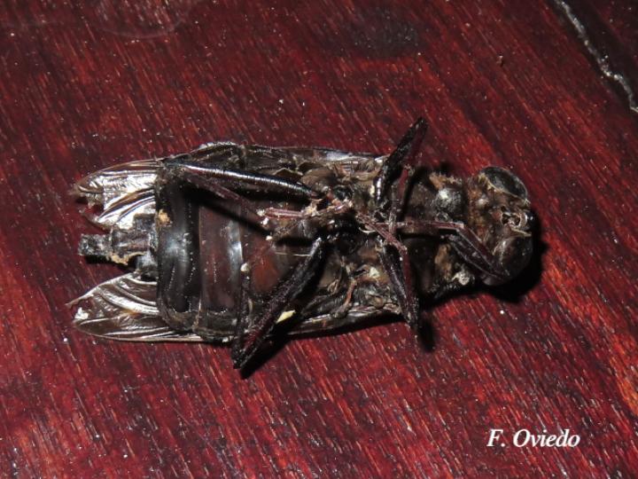 Pantophthalmus bellardi (Mosca de la madera) Pantophthalmus bellardi (Mosca de la madera)