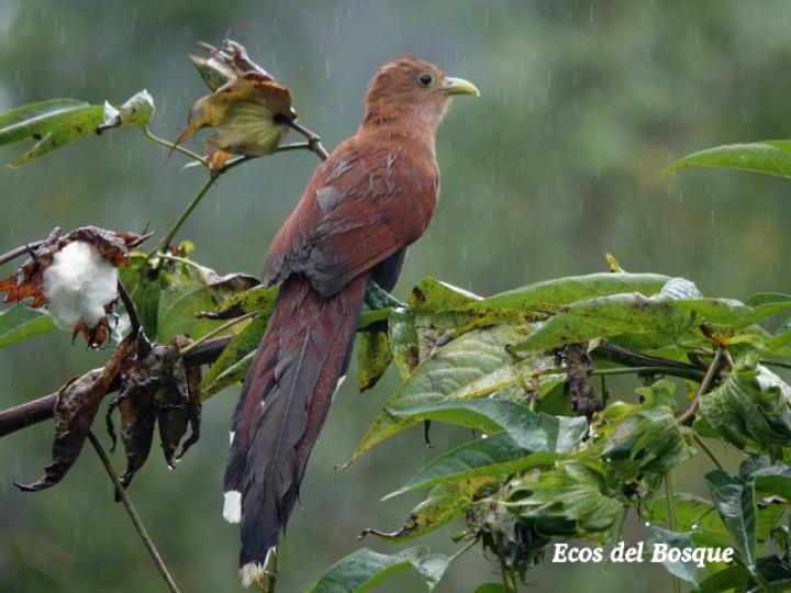 Piaya cayana (Cuco ardilla, Bobo chizo)