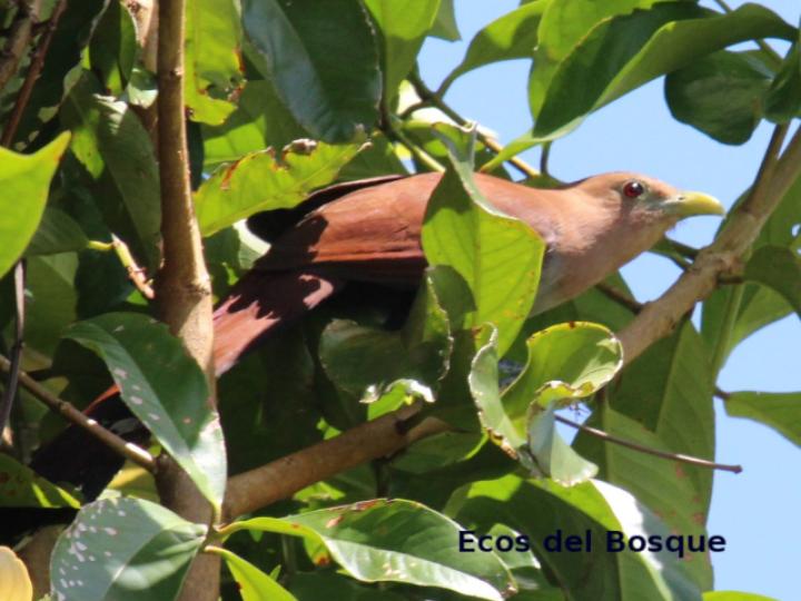 Piaya cayana (Cuco ardilla, Bobo chizo)