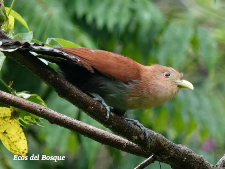 Piaya cayana (Cuco ardilla, Bobo chizo)
