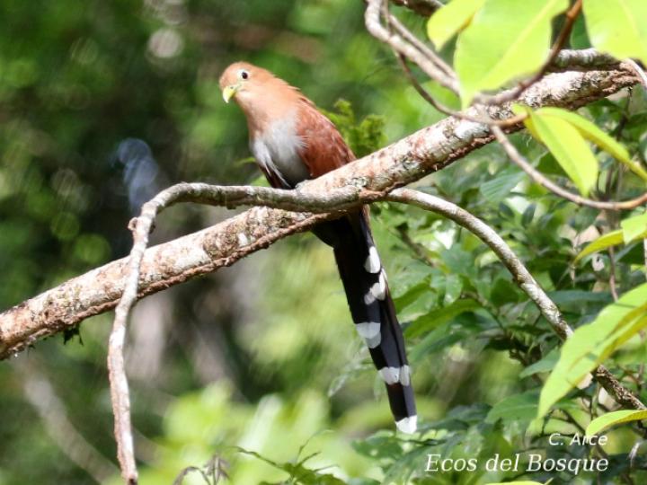 Piaya cayana (Cuco ardilla, Bobo chizo)