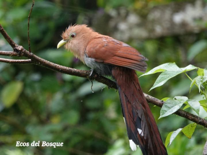 Piaya cayana (Cuco ardilla, Bobo chizo)