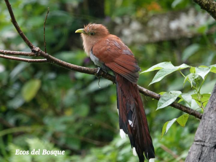 Piaya cayana (Cuco ardilla, Bobo chizo)