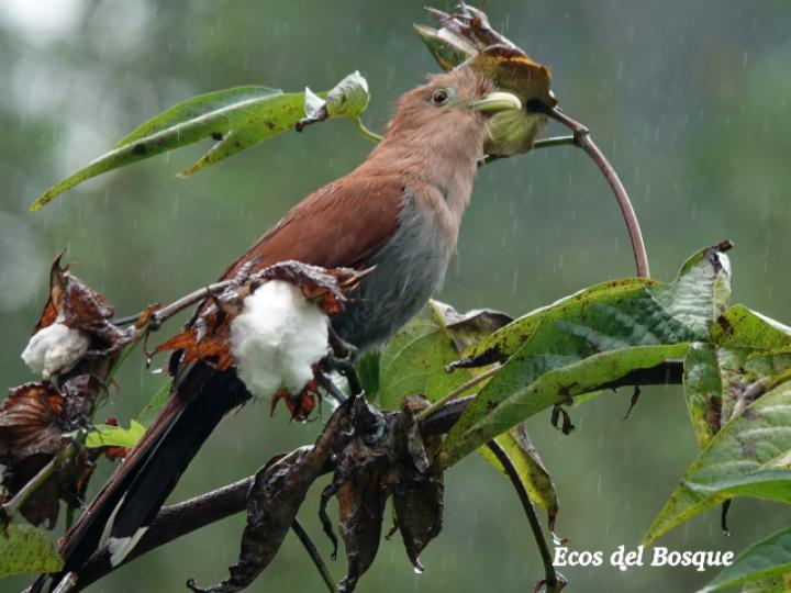 Piaya cayana (Cuco ardilla, Bobo chizo)