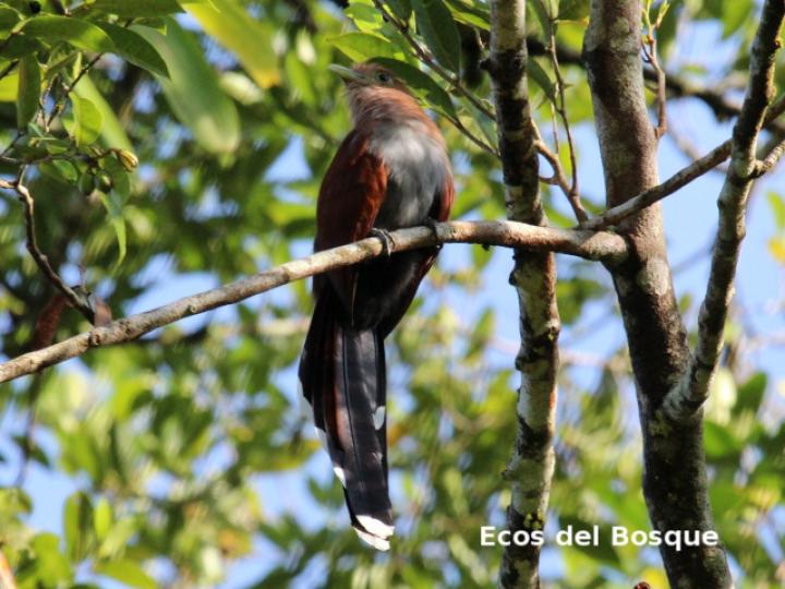 Piaya cayana (Cuco ardilla, Bobo chizo)