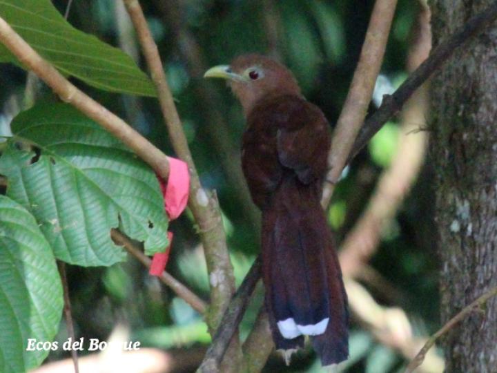 Piaya cayana (Cuco ardilla, Bobo chizo)