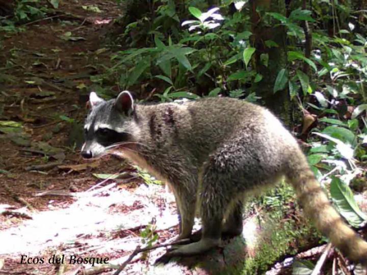 Procyon lotor (Mapache)