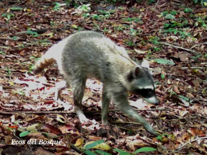 Procyon lotor (Mapache)