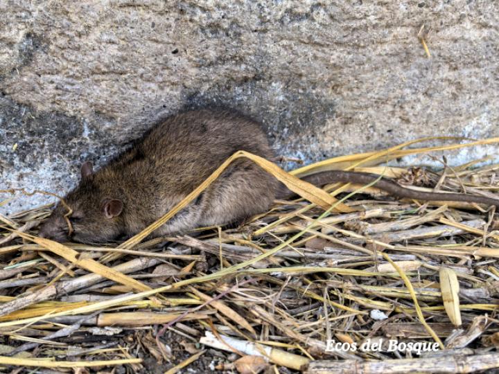 Rattus norvegicus (Rata grís)