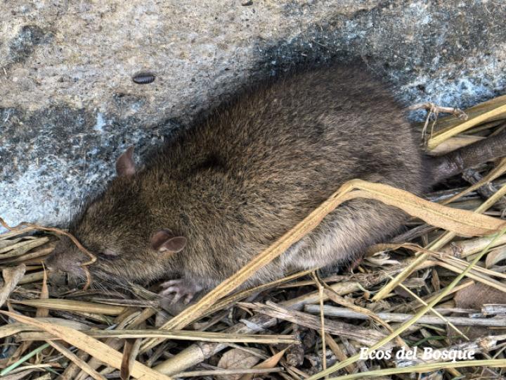 Rattus norvegicus (Rata grís)