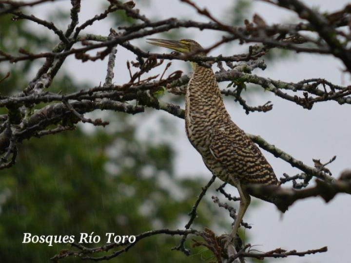 Tigrisoma mexicanum (Garza tigre cuellinuda)