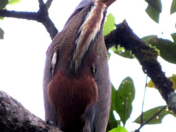 Tigrisoma mexicanum (Garza tigre cuellinuda)