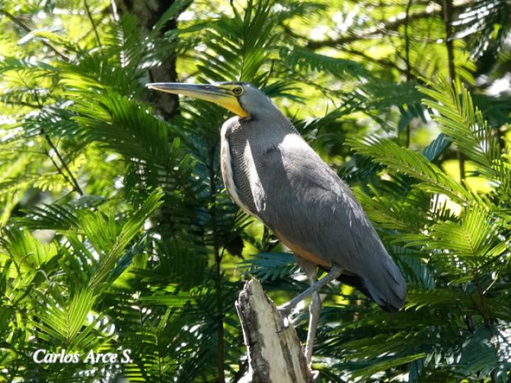 Tigrisoma mexicanum (Garza tigre cuellinuda)