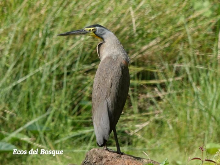 Tigrisoma mexicanum (Garza tigre cuellinuda)