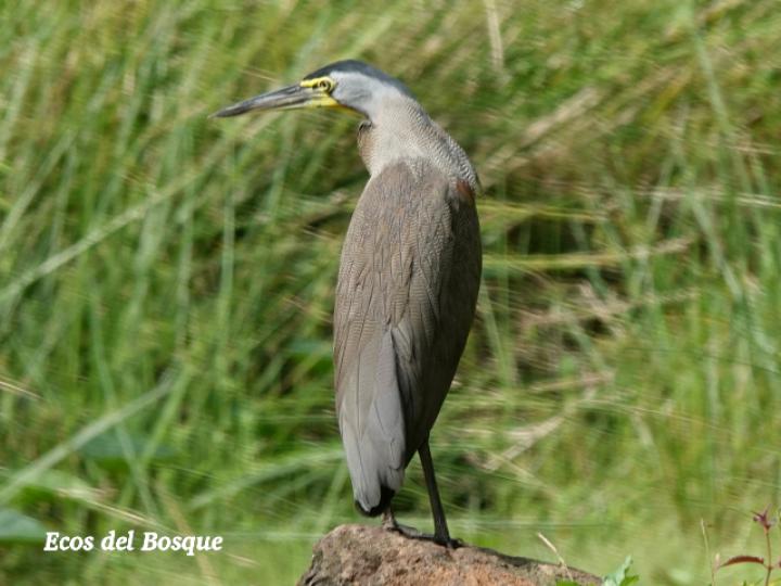 Tigrisoma mexicanum (Garza tigre cuellinuda)