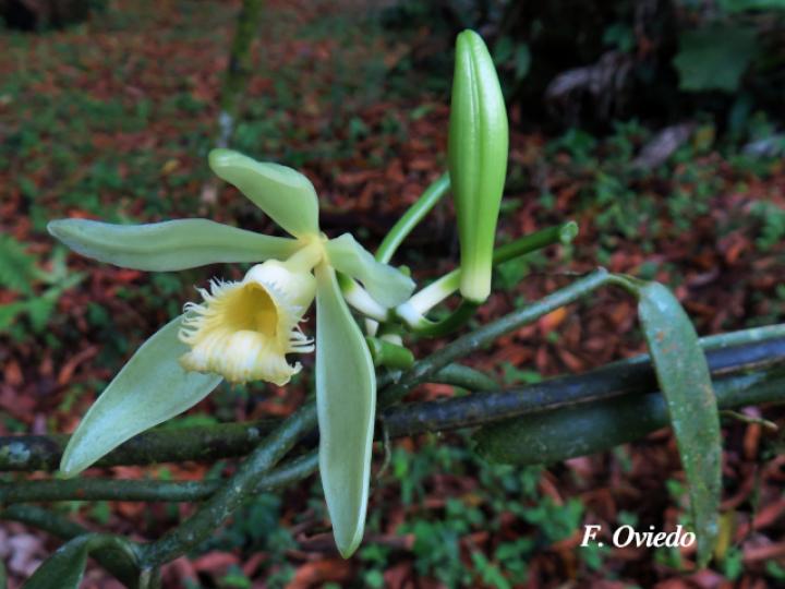 Vanilla odorata (Vainilla)