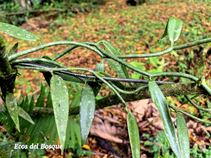 Vanilla odorata (Vainilla)