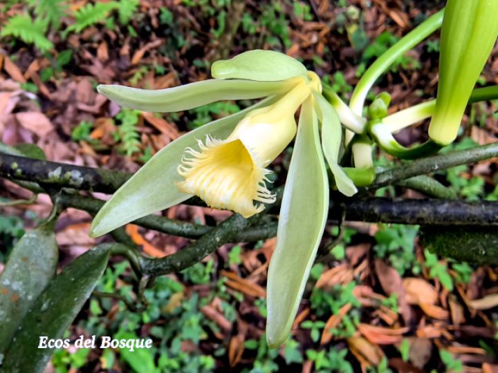 Vanilla odorata (Vainilla)
