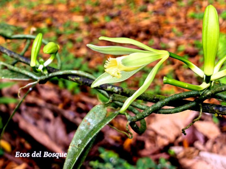 Vanilla odorata (Vainilla)